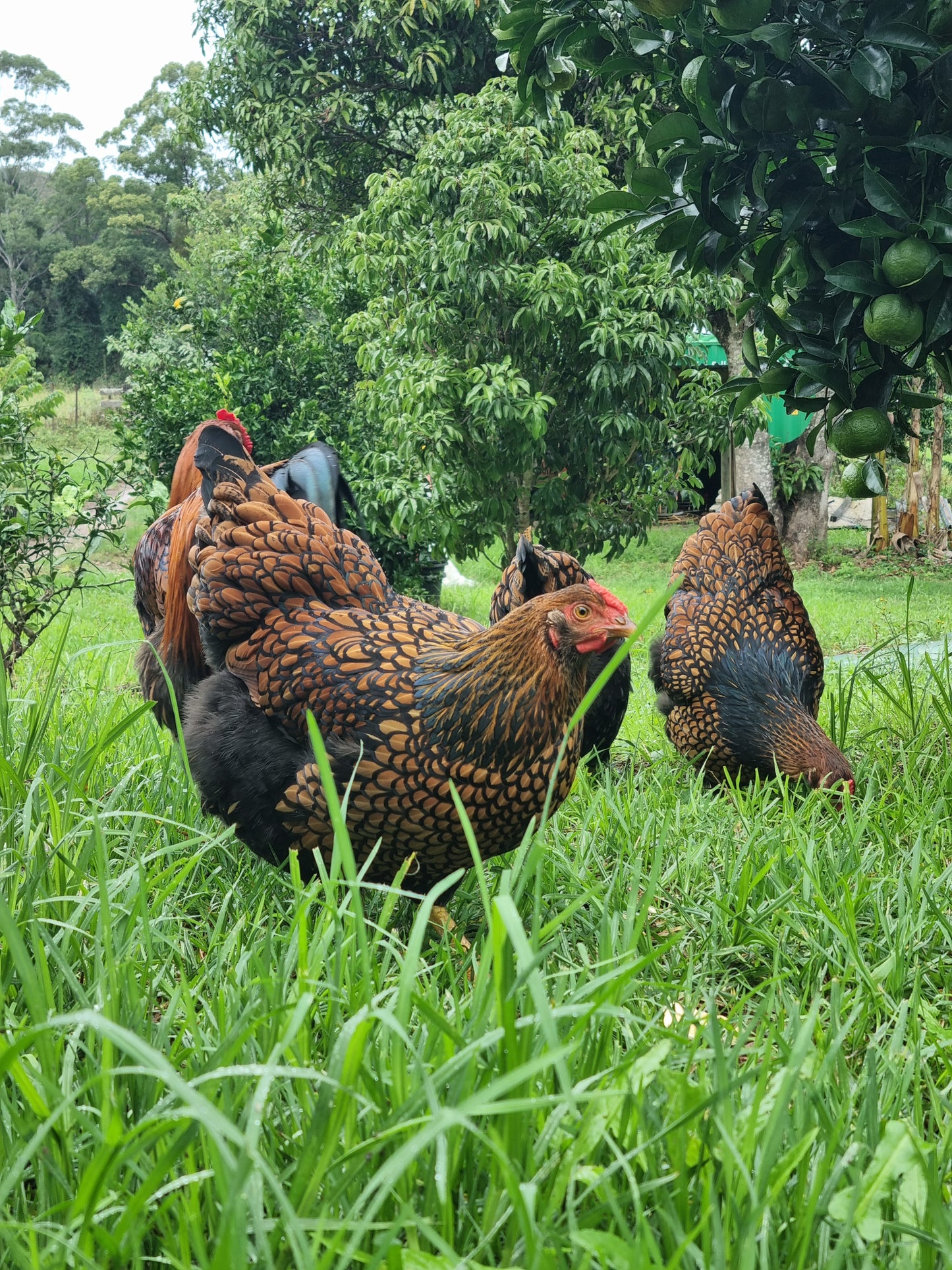 GOLDEN LACED WYANDOTTE (fertile eggs)