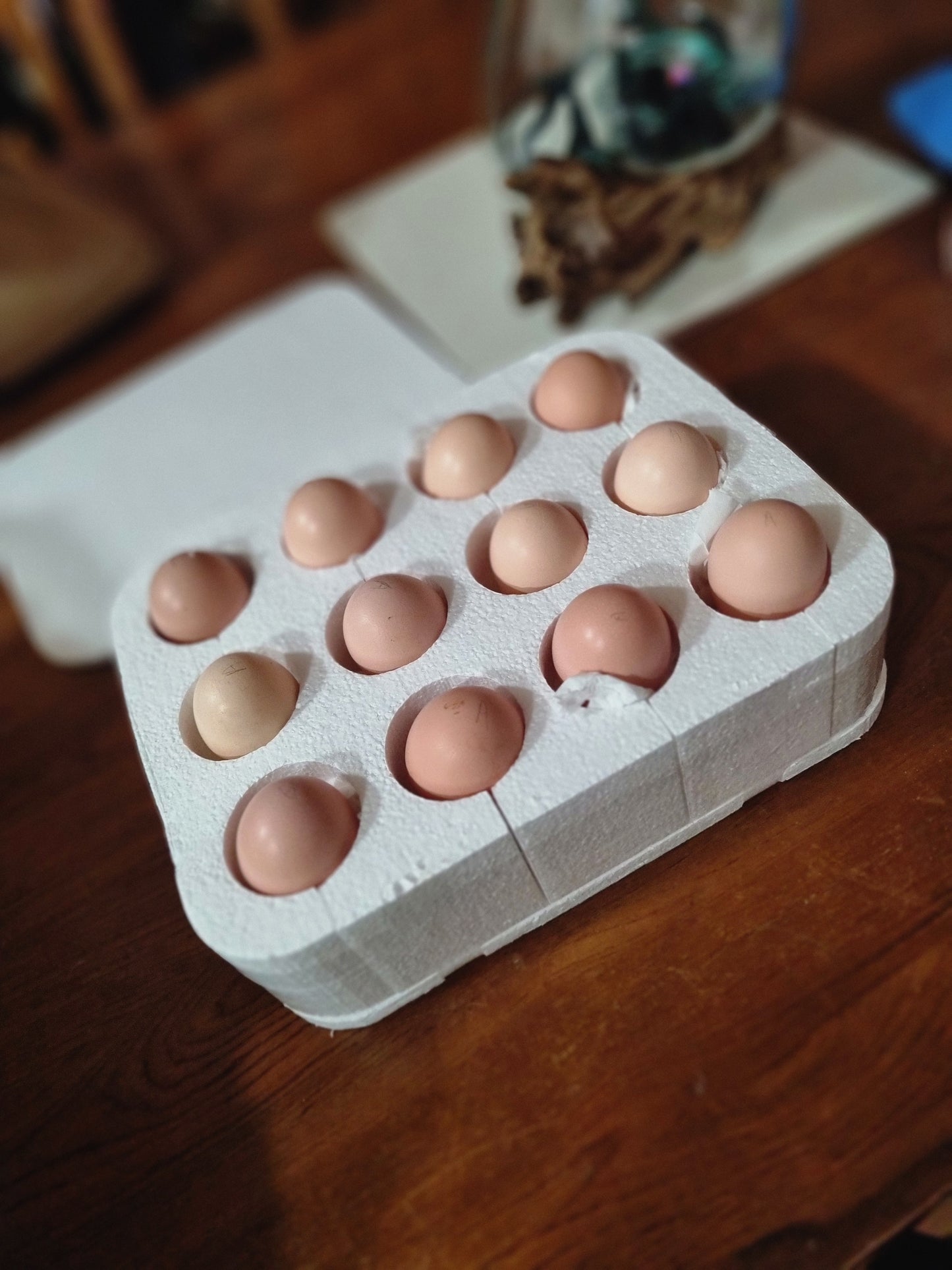 PUREBRED LIGHT SUSSEX - Fertile eggs