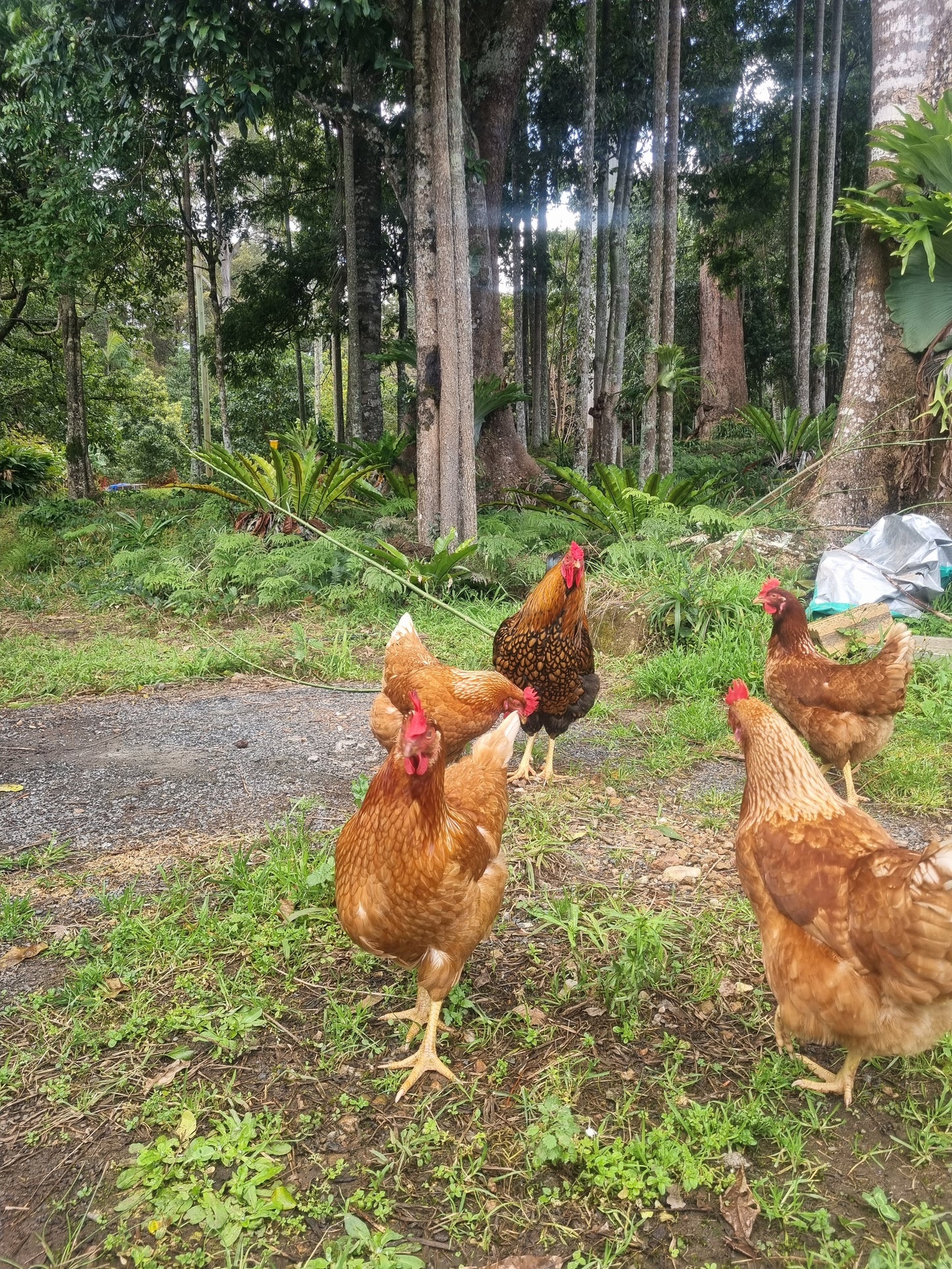 Golden Laced Wyandotte x ISA Brown Fertilised Eggs