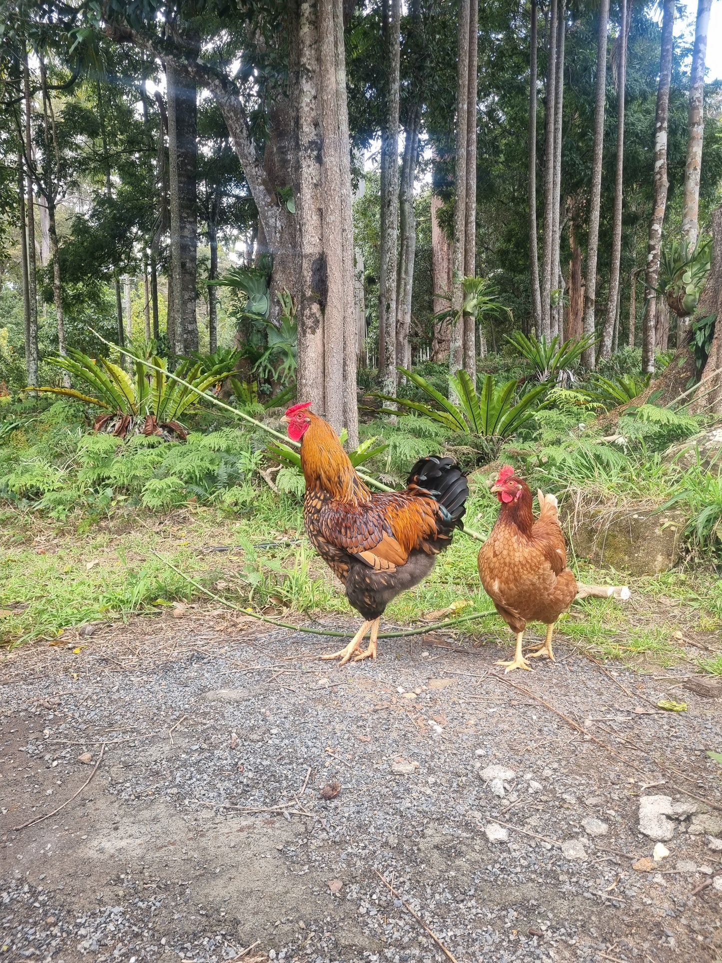 Golden Laced Wyandotte x ISA Brown Fertilised Eggs