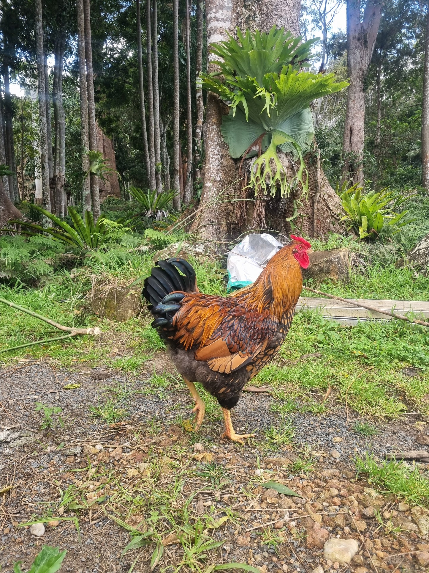 Golden Laced Wyandotte x ISA Brown Fertilised Eggs