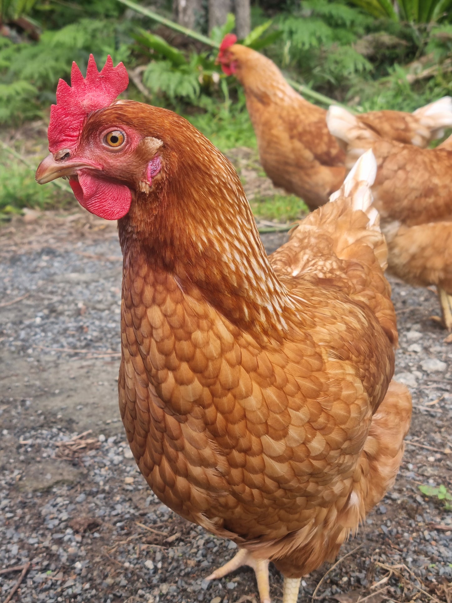 Golden Laced Wyandotte x ISA Brown Fertilised Eggs