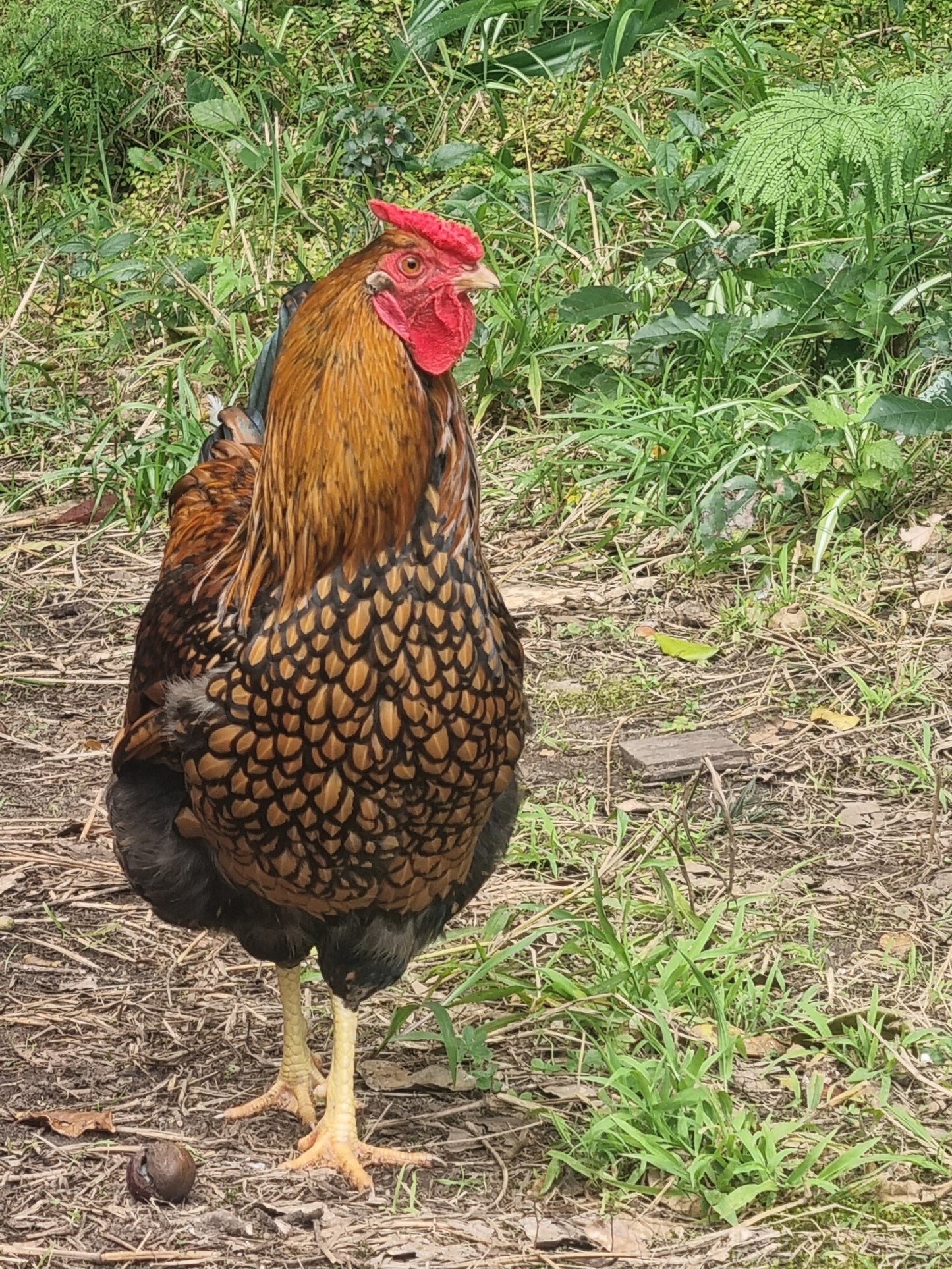 Golden Laced Wyandotte x ISA Brown Fertilised Eggs