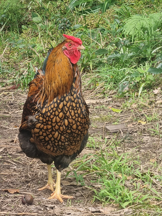 Golden Laced Wyandotte x ISA Brown Fertilised Eggs
