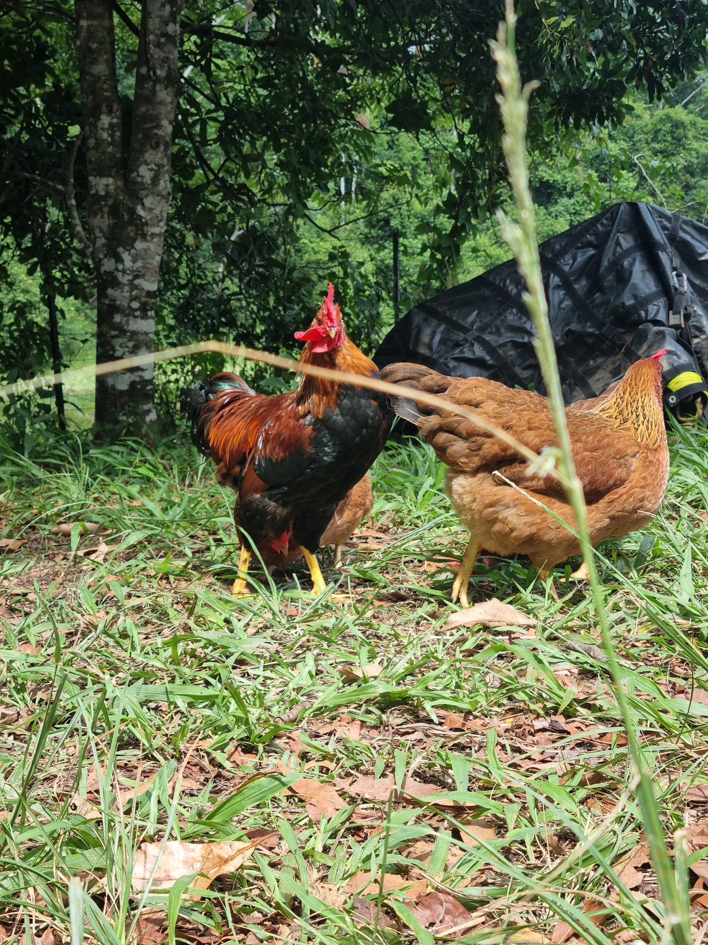 PUREBRED WELSUMMER - Fertile eggs