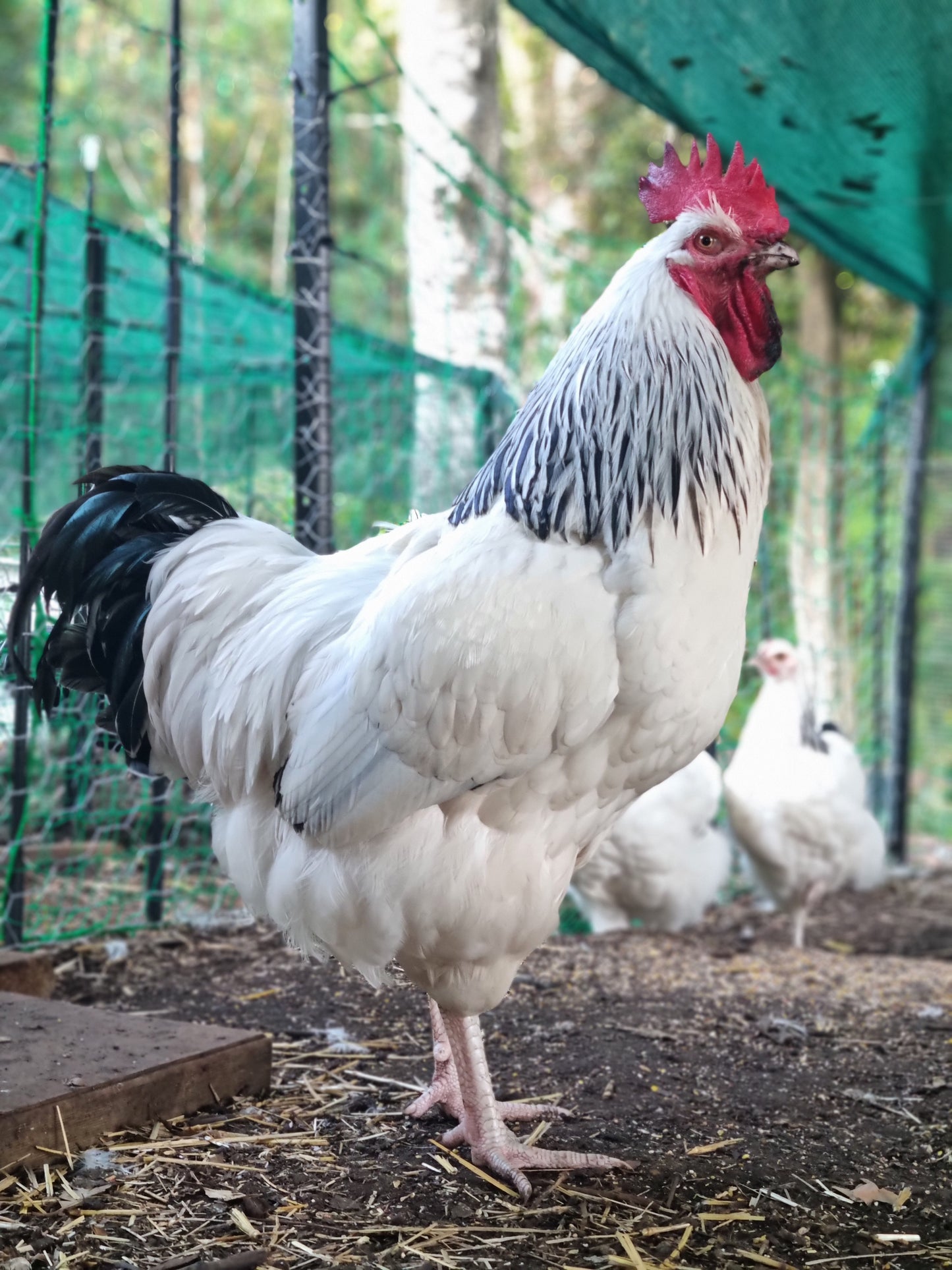 Purebred Light Sussex