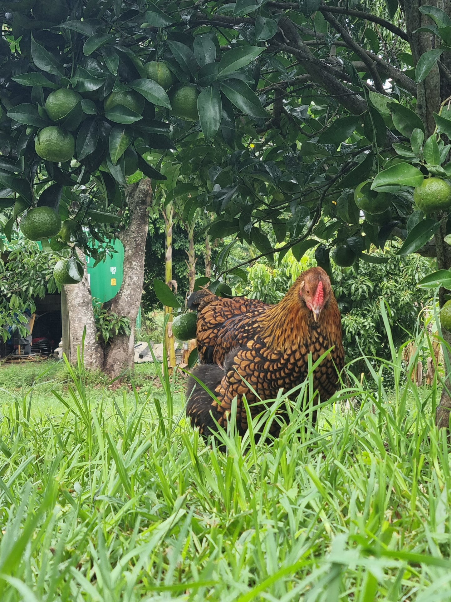 GOLDEN LACED WYANDOTTE (fertile eggs)