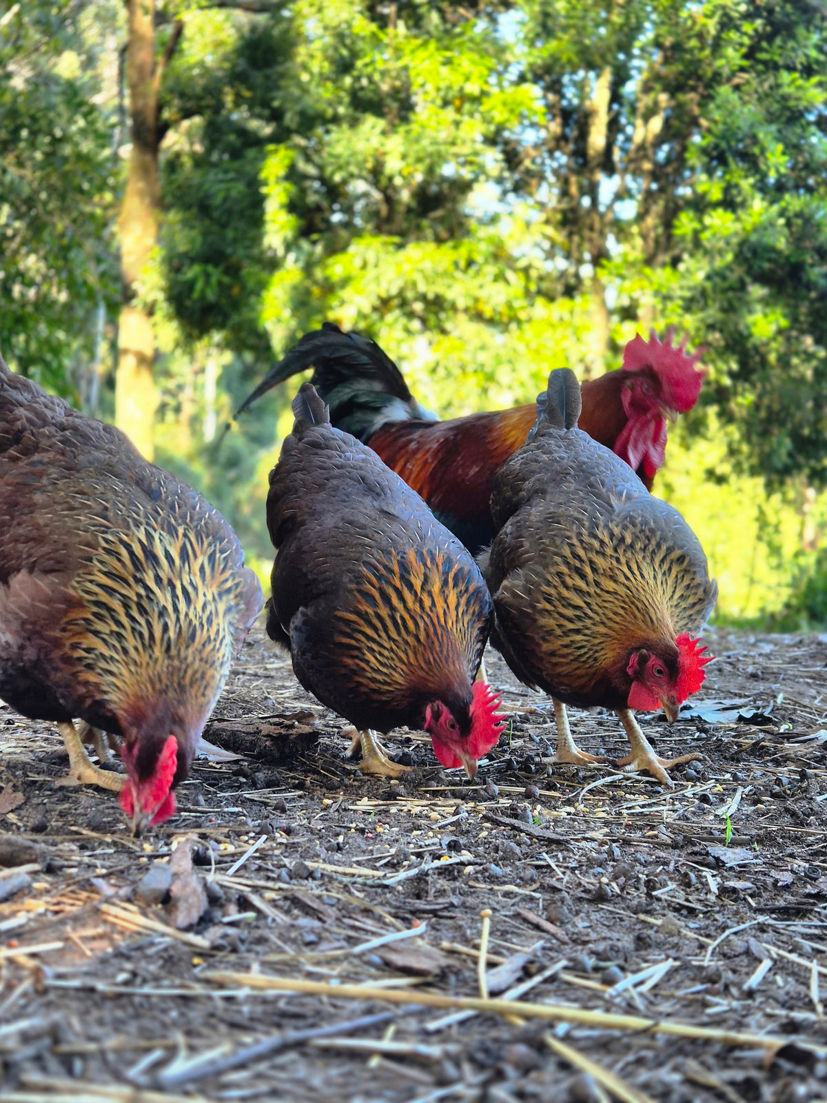 WELSUMMER (Fertile eggs)