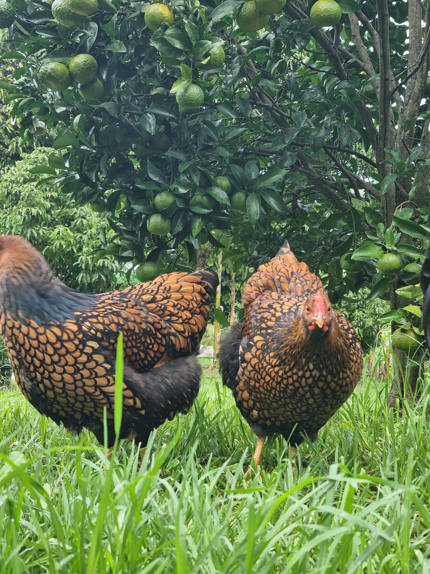 GOLDEN LACED WYANDOTTE (fertile eggs)