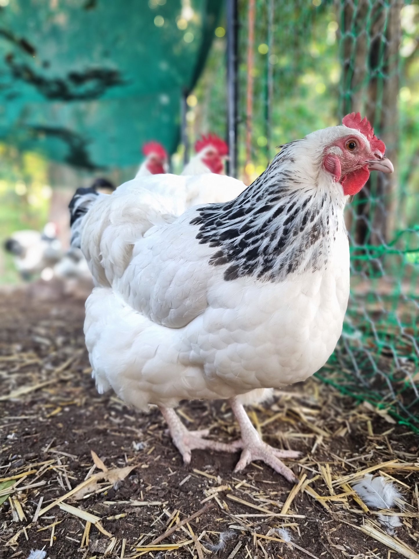 Purebred Light Sussex