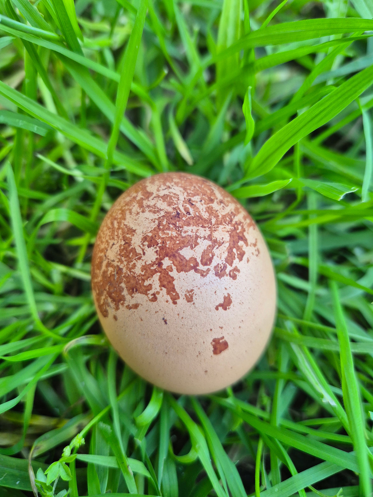 WELSUMMER (Fertile eggs)