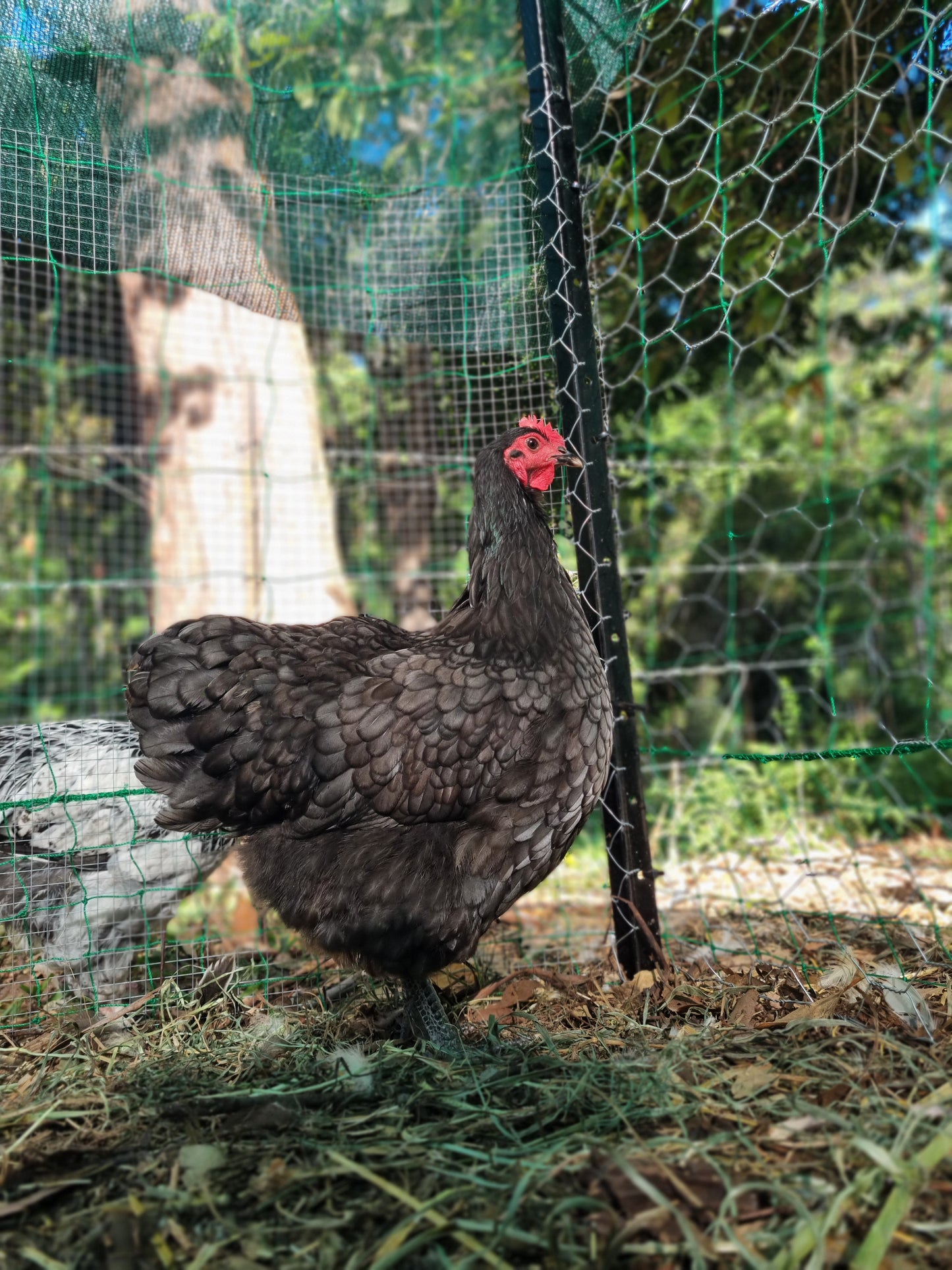 Purebred Australorp (black & blue)
