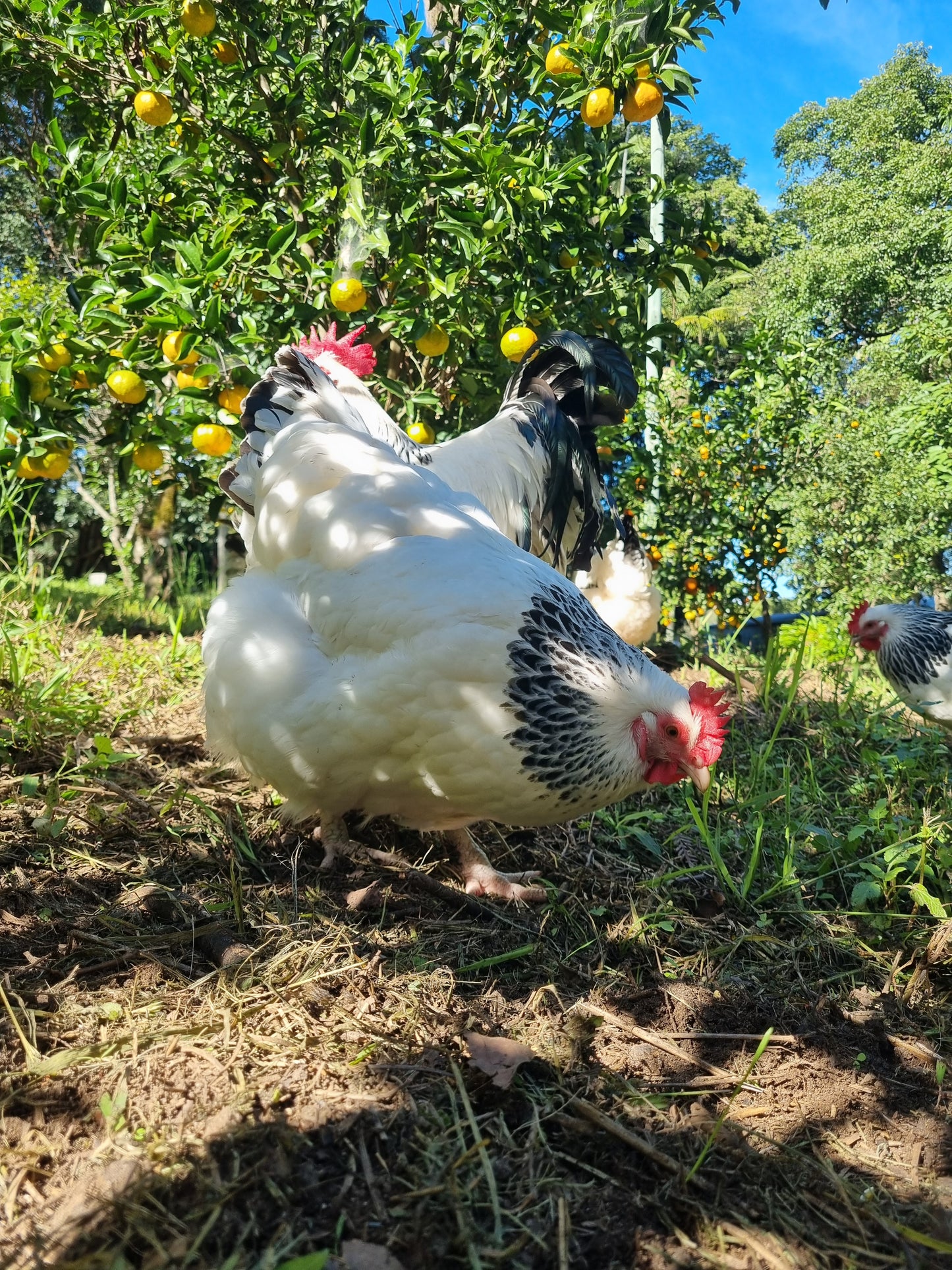 LIGHT SUSSEX (fertile eggs)