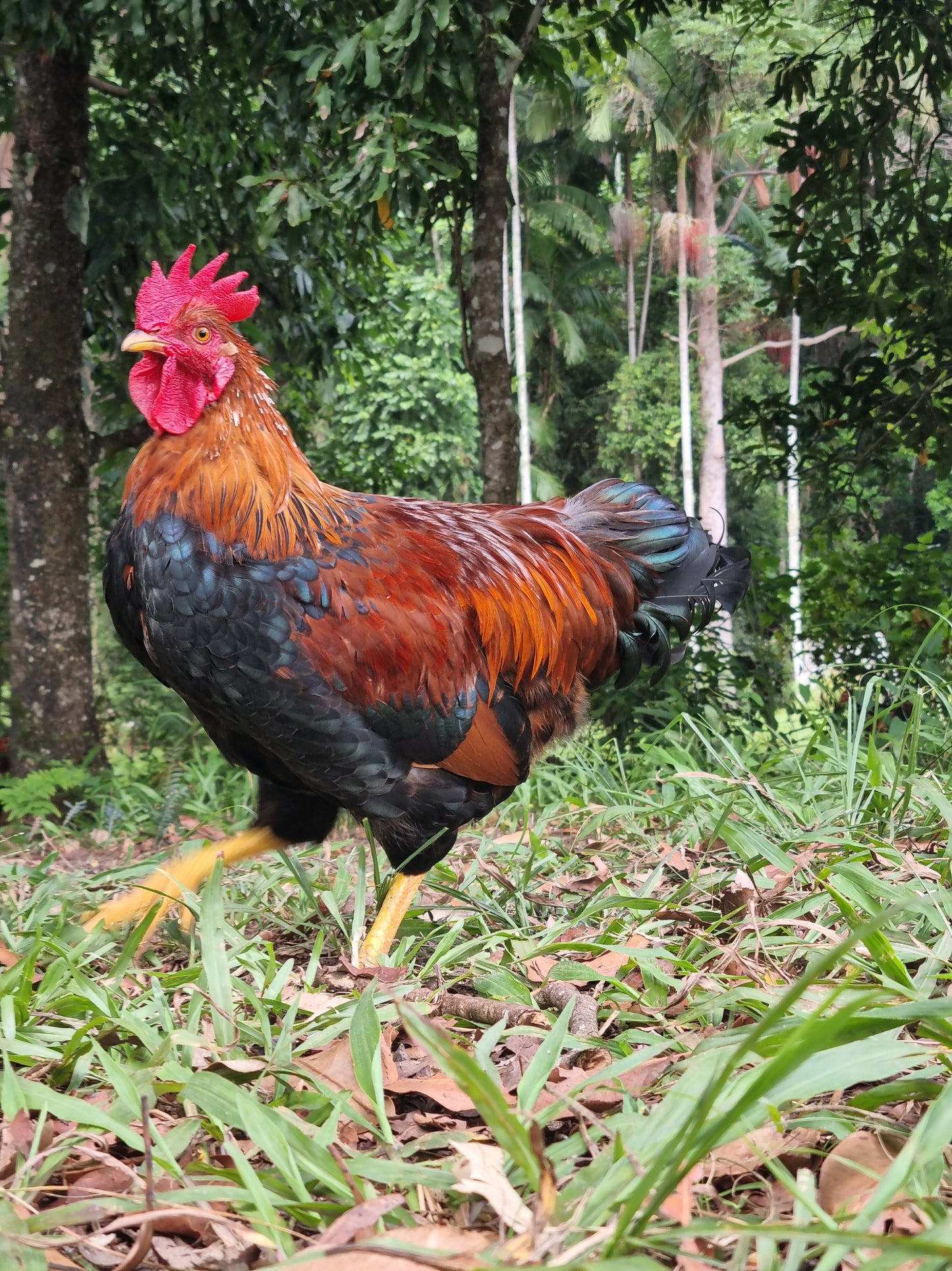 PUREBRED WELSUMMER - Fertile eggs