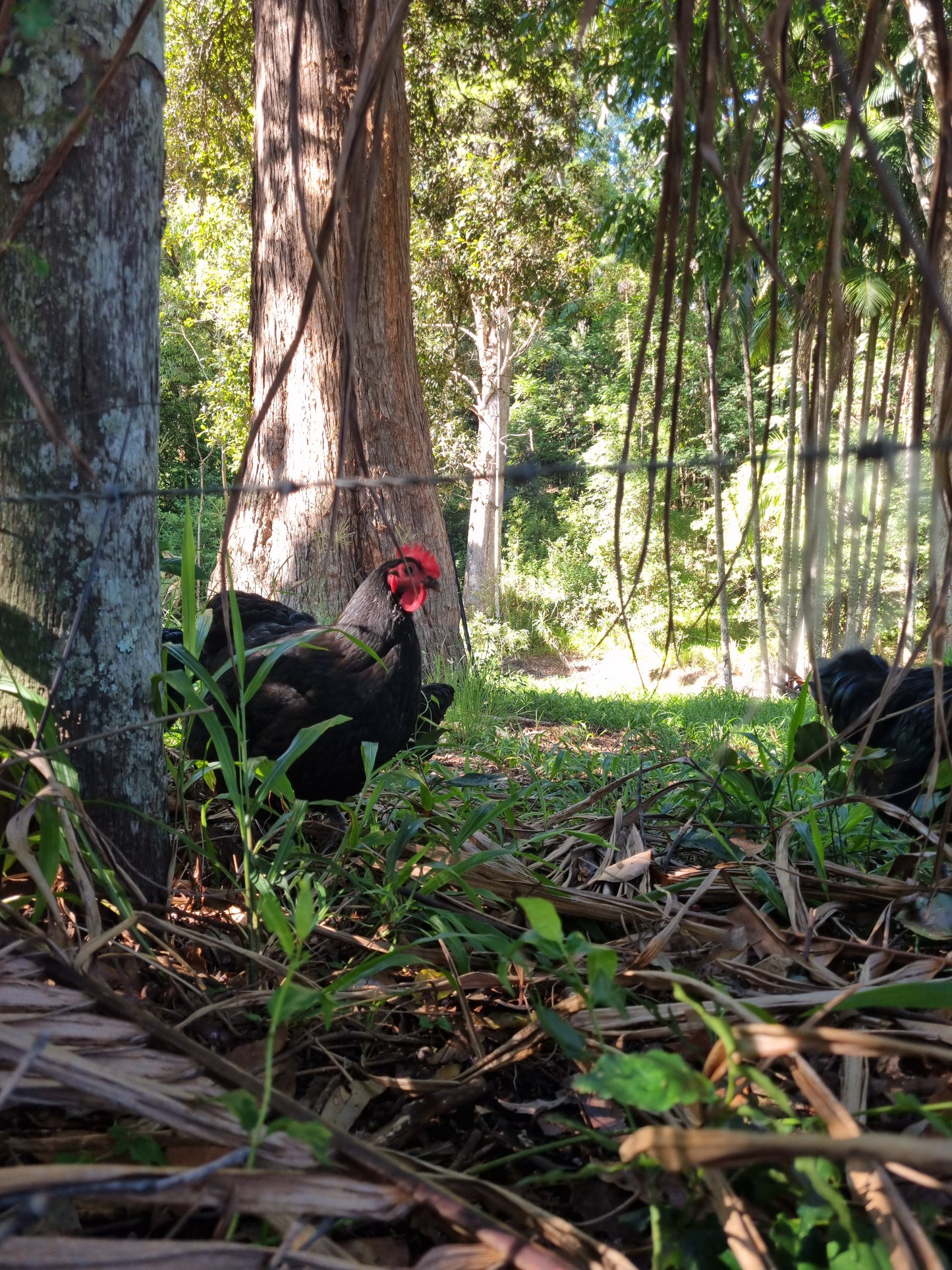 PUREBRED AUSTRALORP - Fertile eggs