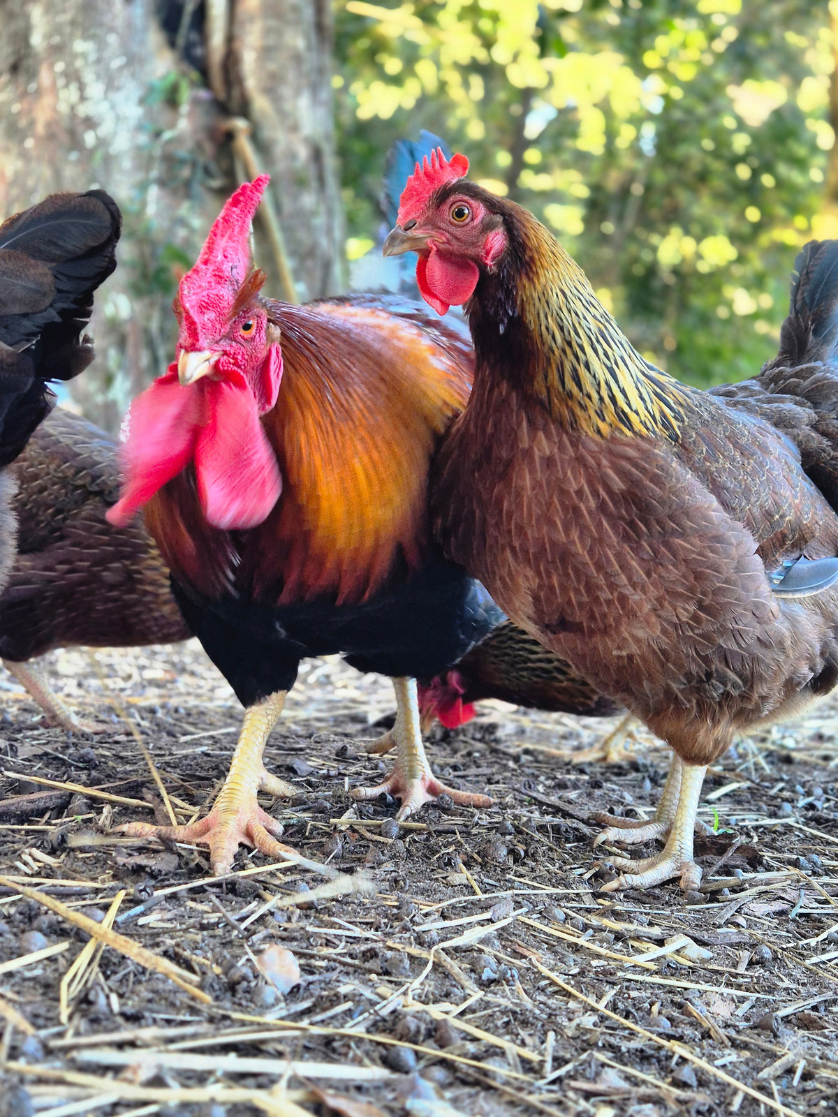 WELSUMMER (Fertile eggs)