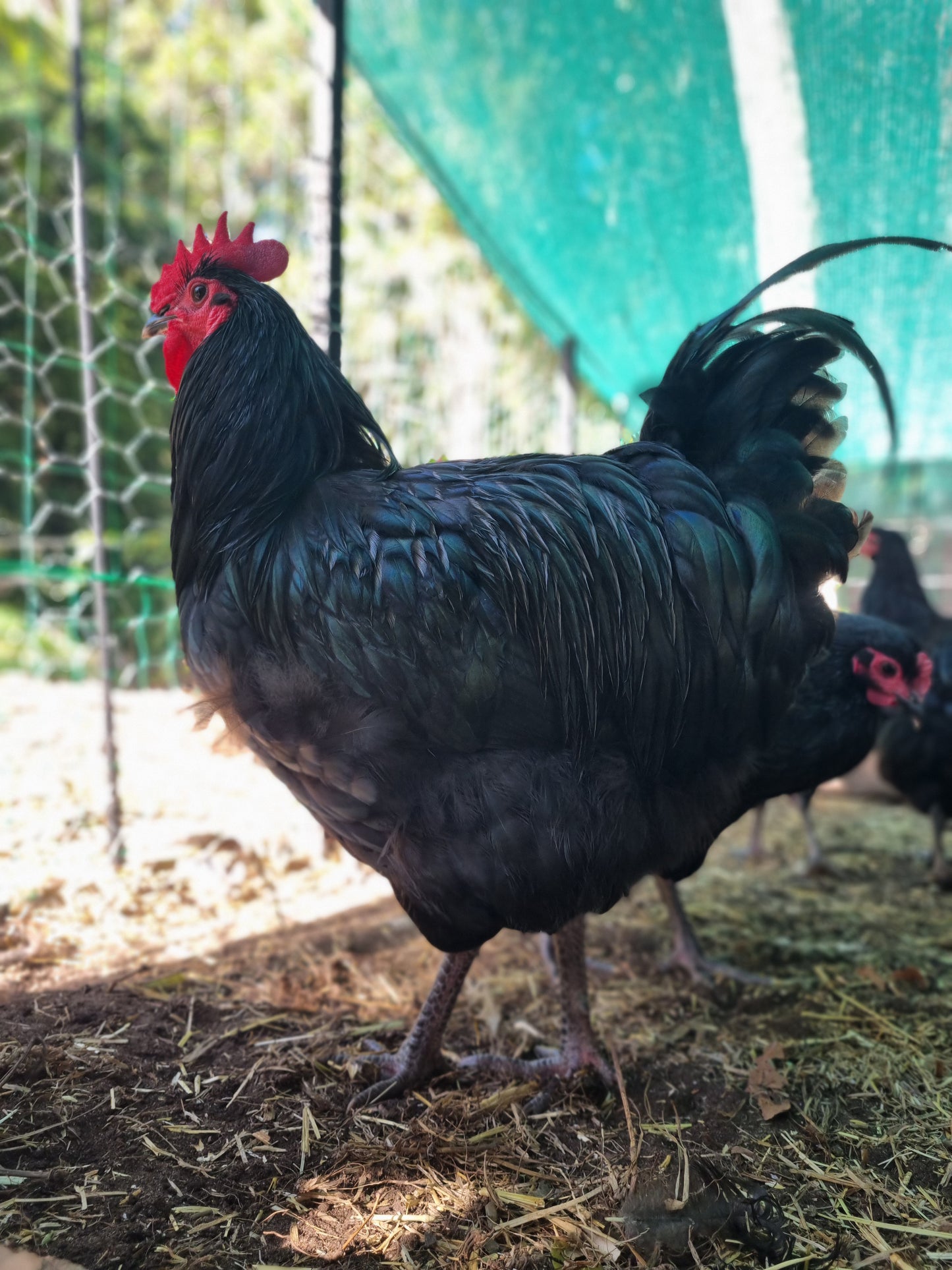 Purebred Australorp (black & blue)