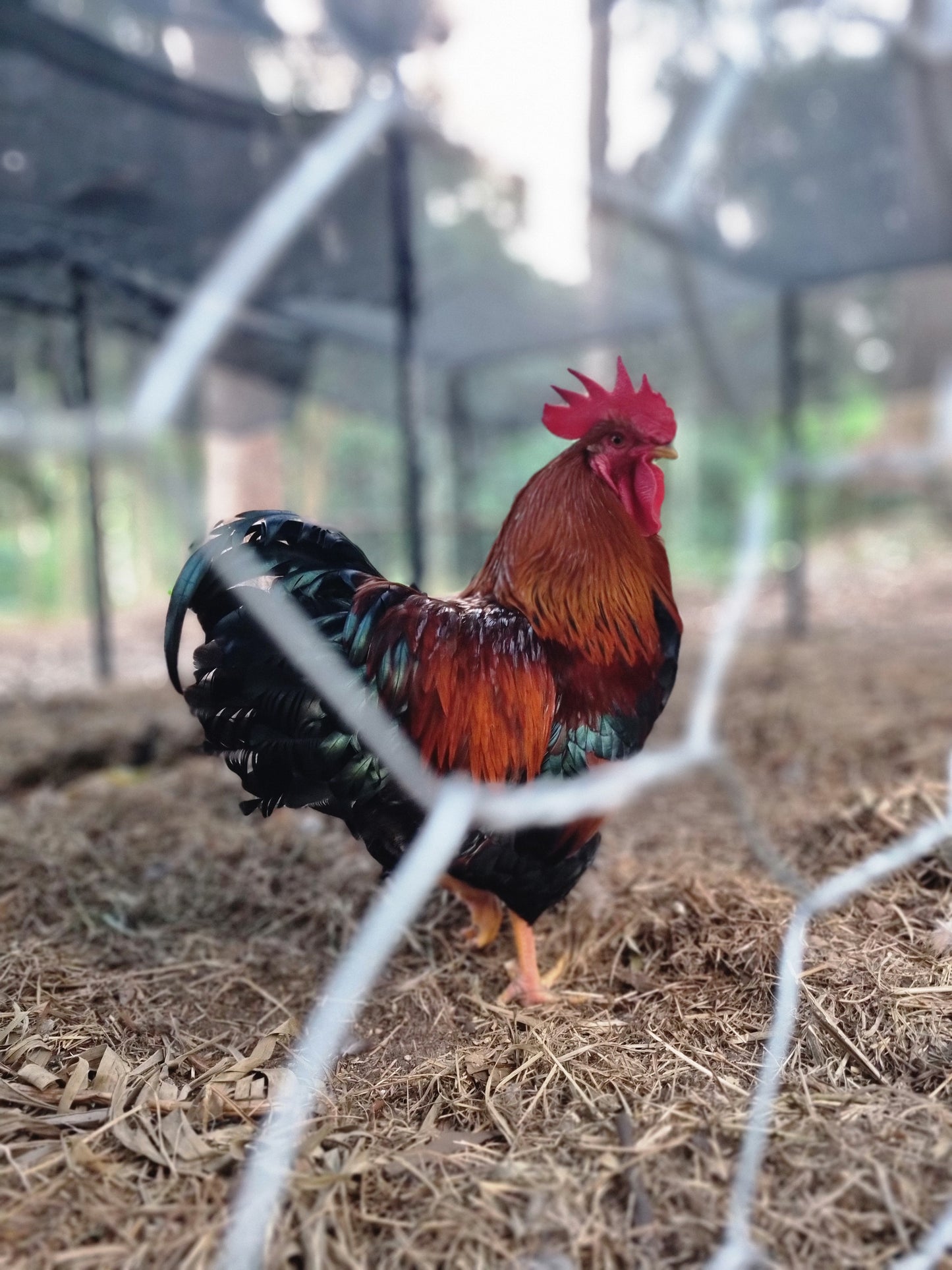 PUREBRED WELSUMMER - Fertile eggs