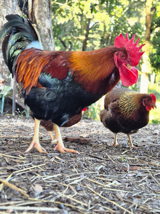 WELSUMMER (Fertile eggs)