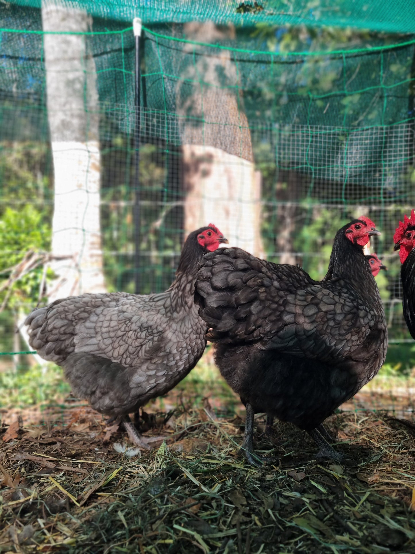 Purebred Australorp (black & blue)