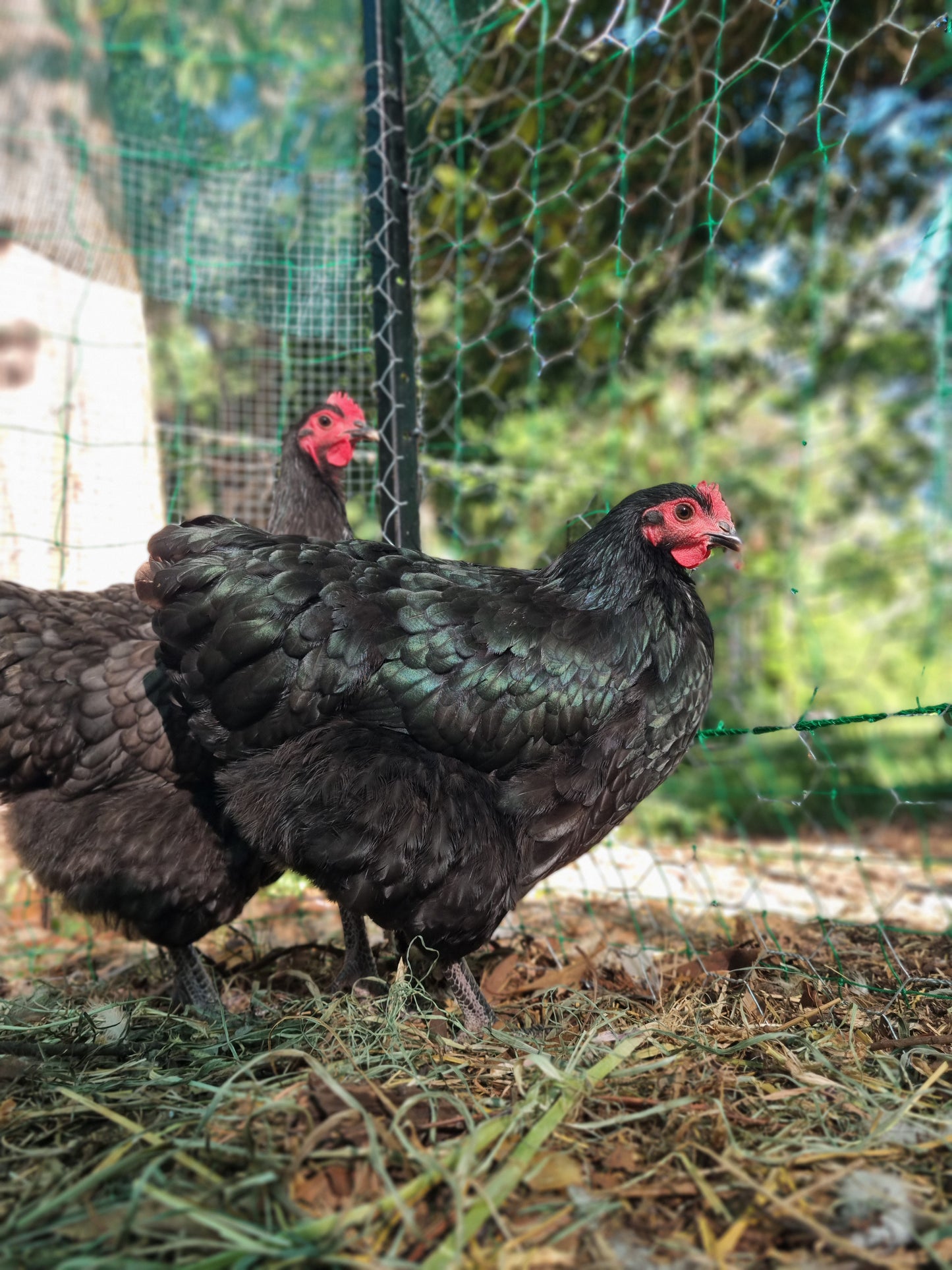 Purebred Australorp (black & blue)
