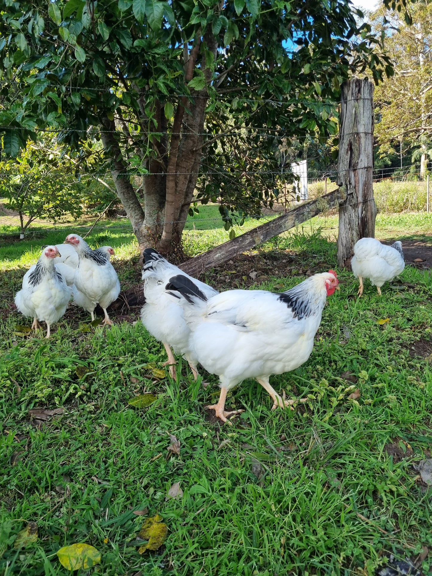 Purebred Light Sussex