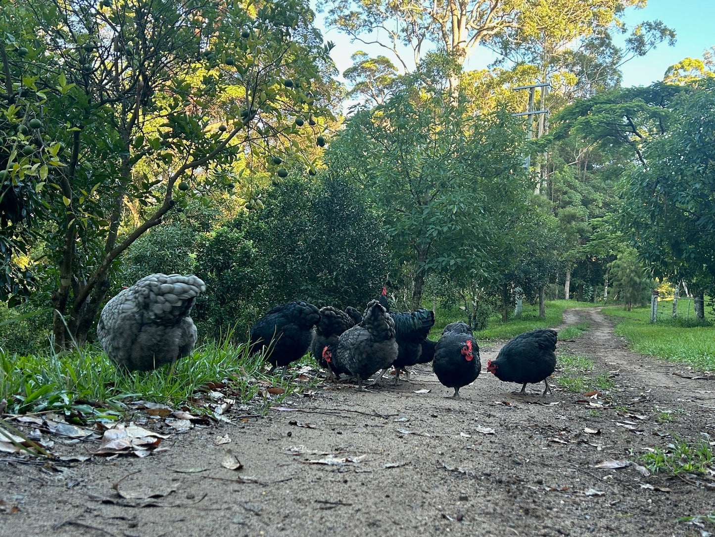 PUREBRED AUSTRALORP - Fertile eggs