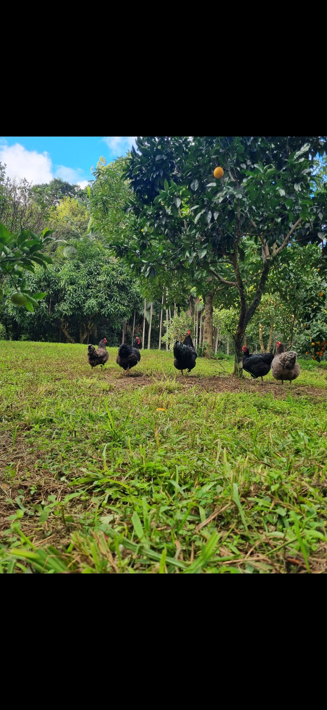 AUSTRALORP (fertile eggs)