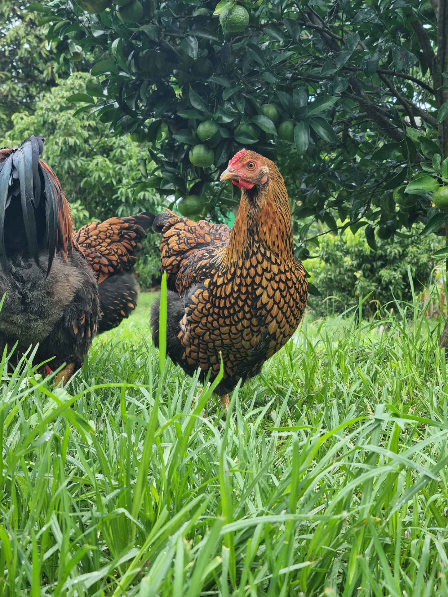 GOLDEN LACED WYANDOTTE (fertile eggs)