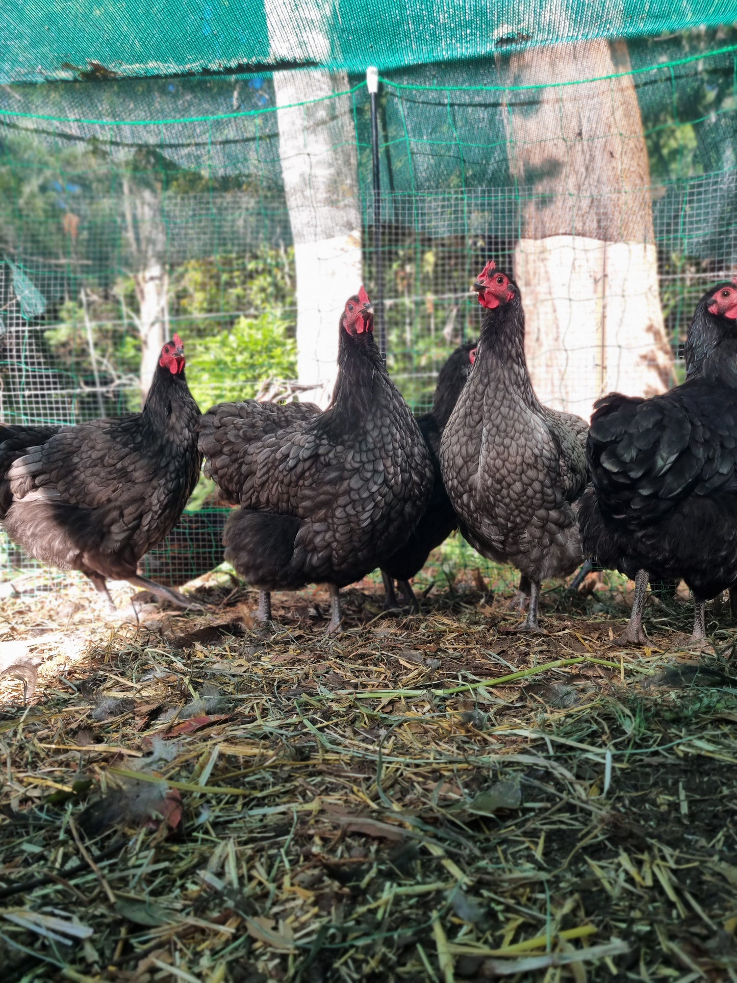 Purebred Australorp (black & blue)