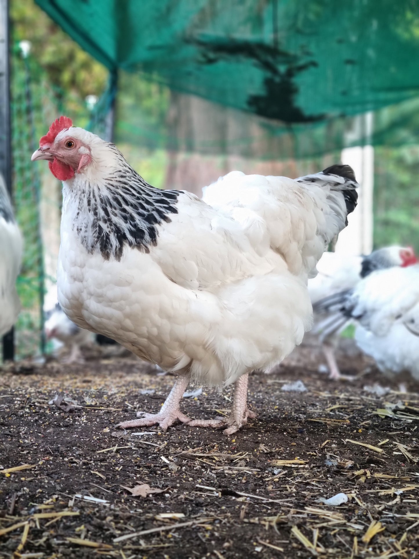 Purebred Light Sussex