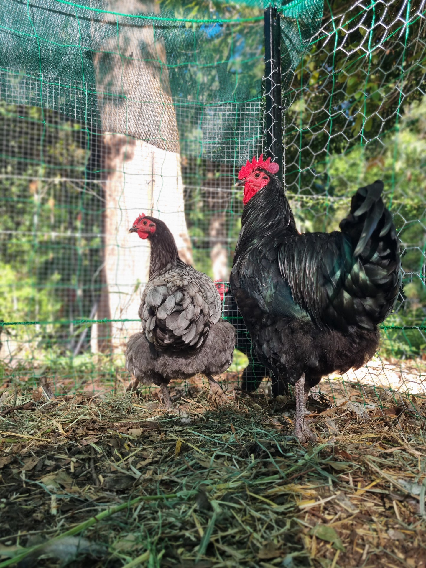 Purebred Australorp (black & blue)