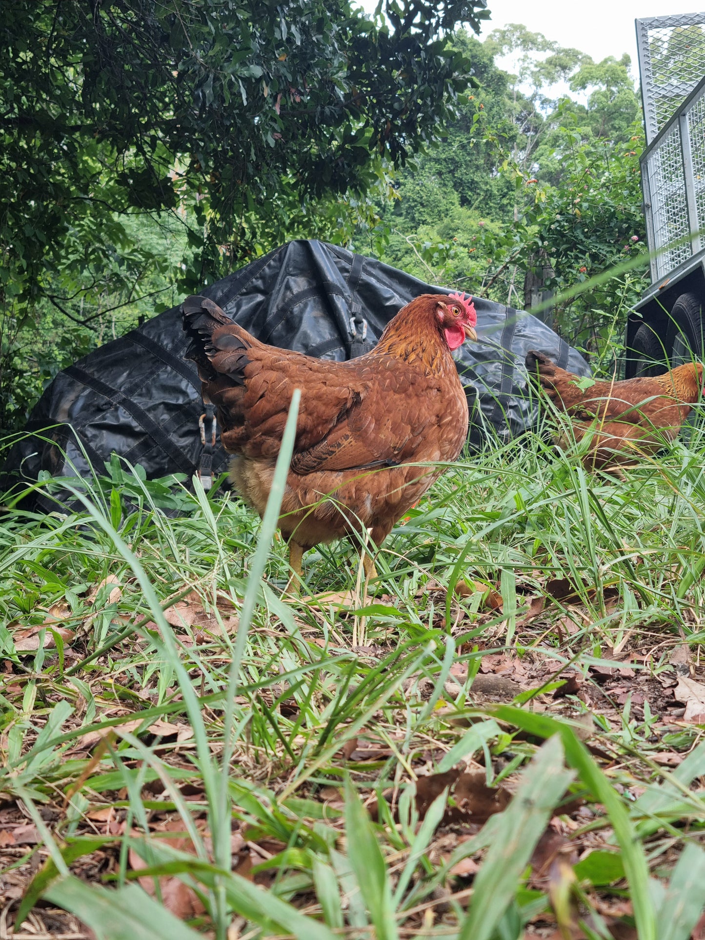 PUREBRED WELSUMMER - Fertile eggs