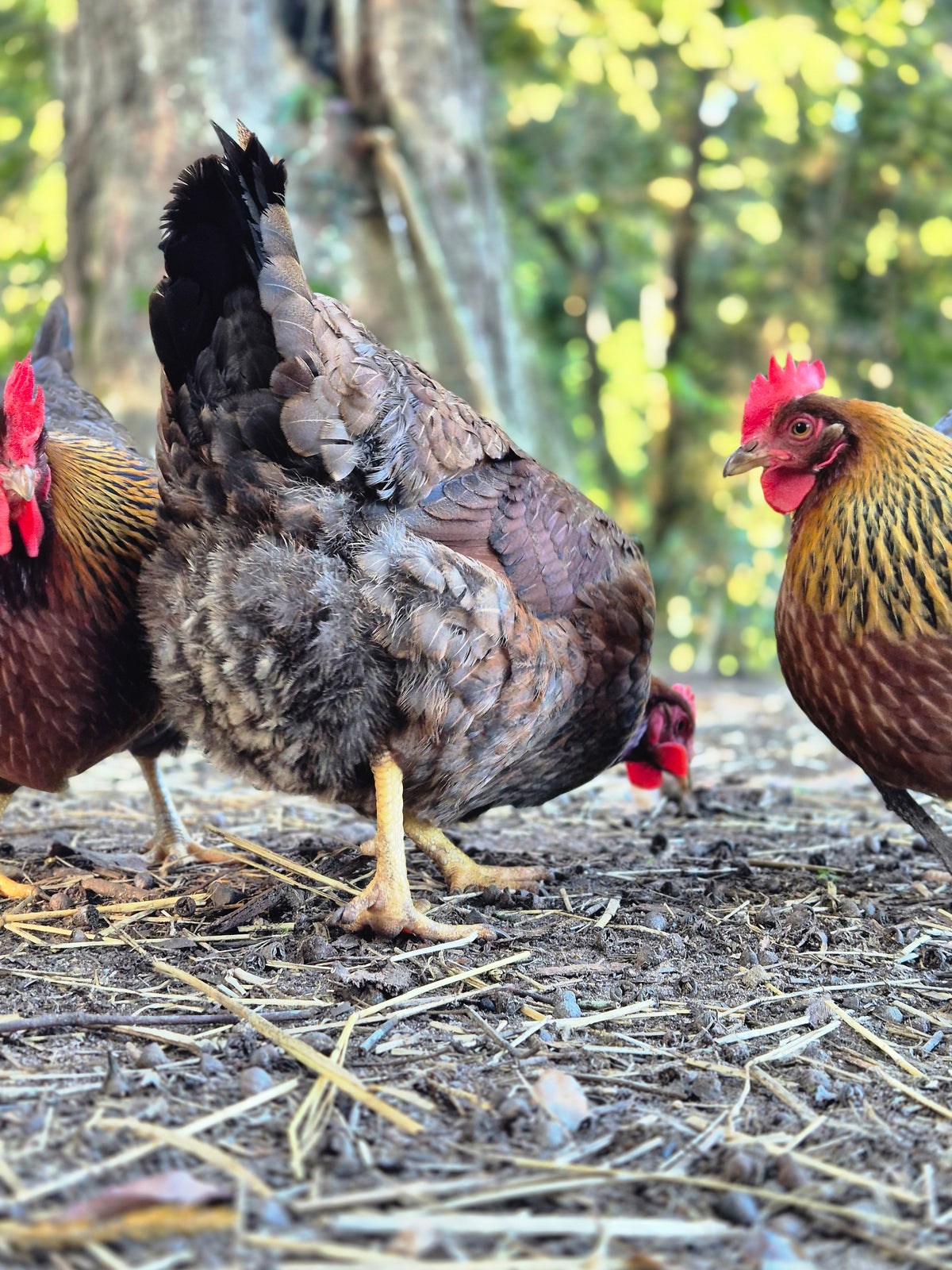 WELSUMMER (Fertile eggs)