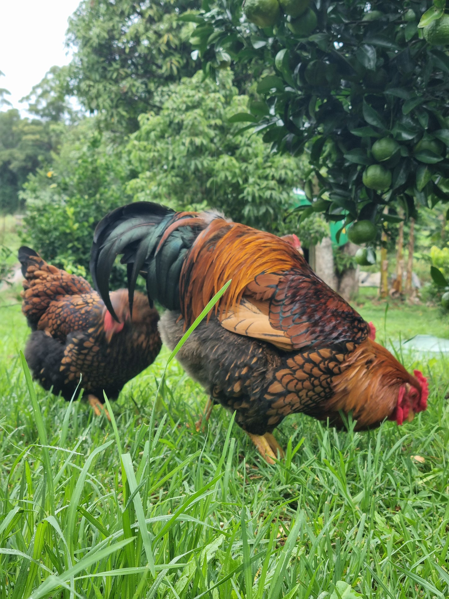 GOLDEN LACED WYANDOTTE (fertile eggs)