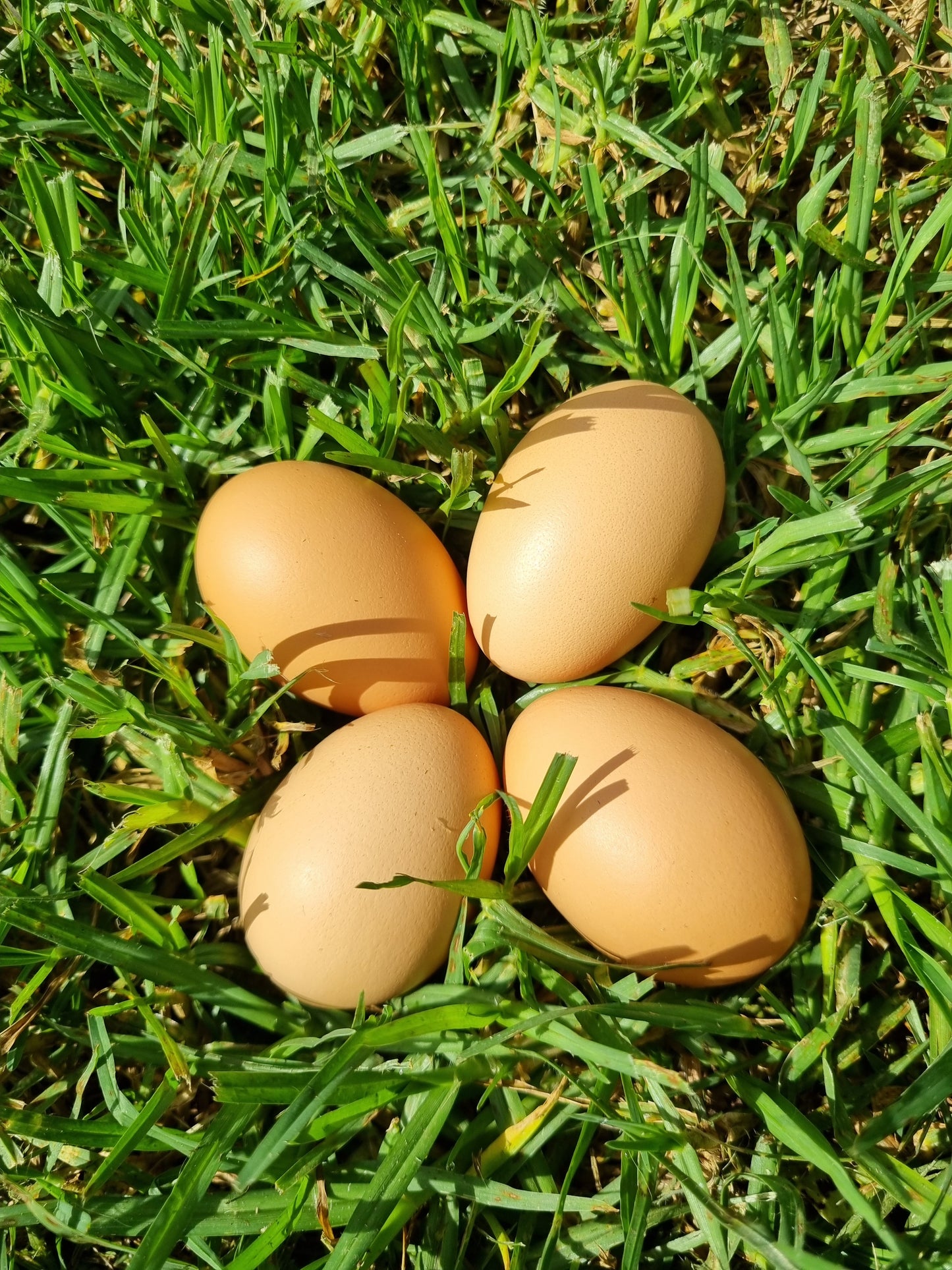 PUREBRED WELSUMMER - Fertile eggs