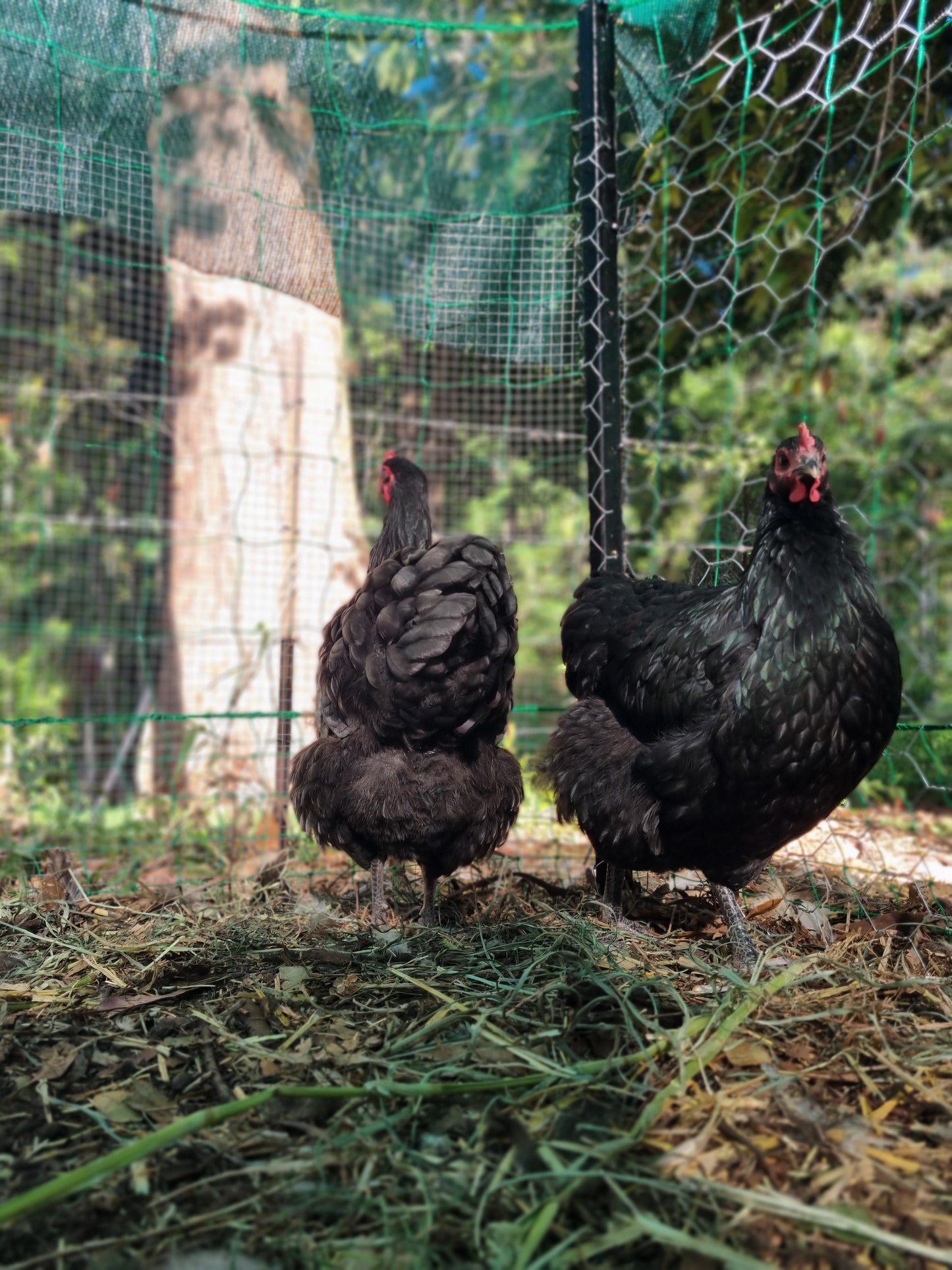 Purebred Australorp (black & blue)