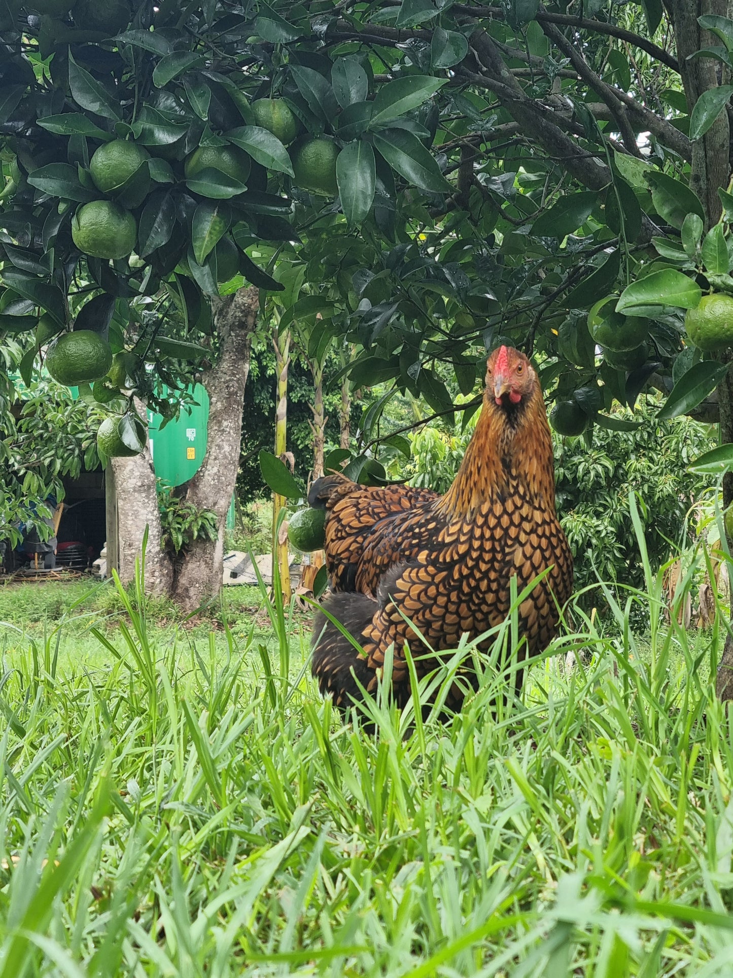 GOLDEN LACED WYANDOTTE (fertile eggs)