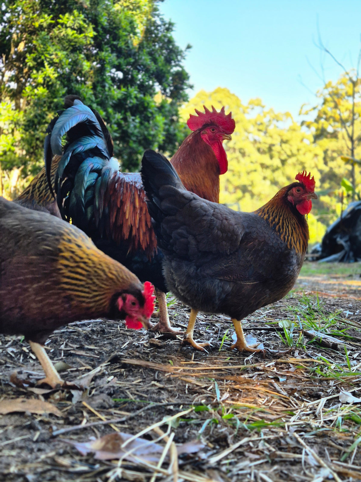 WELSUMMER (Fertile eggs)