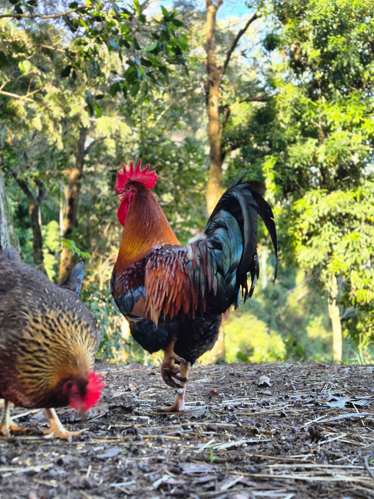 WELSUMMER (Fertile eggs)