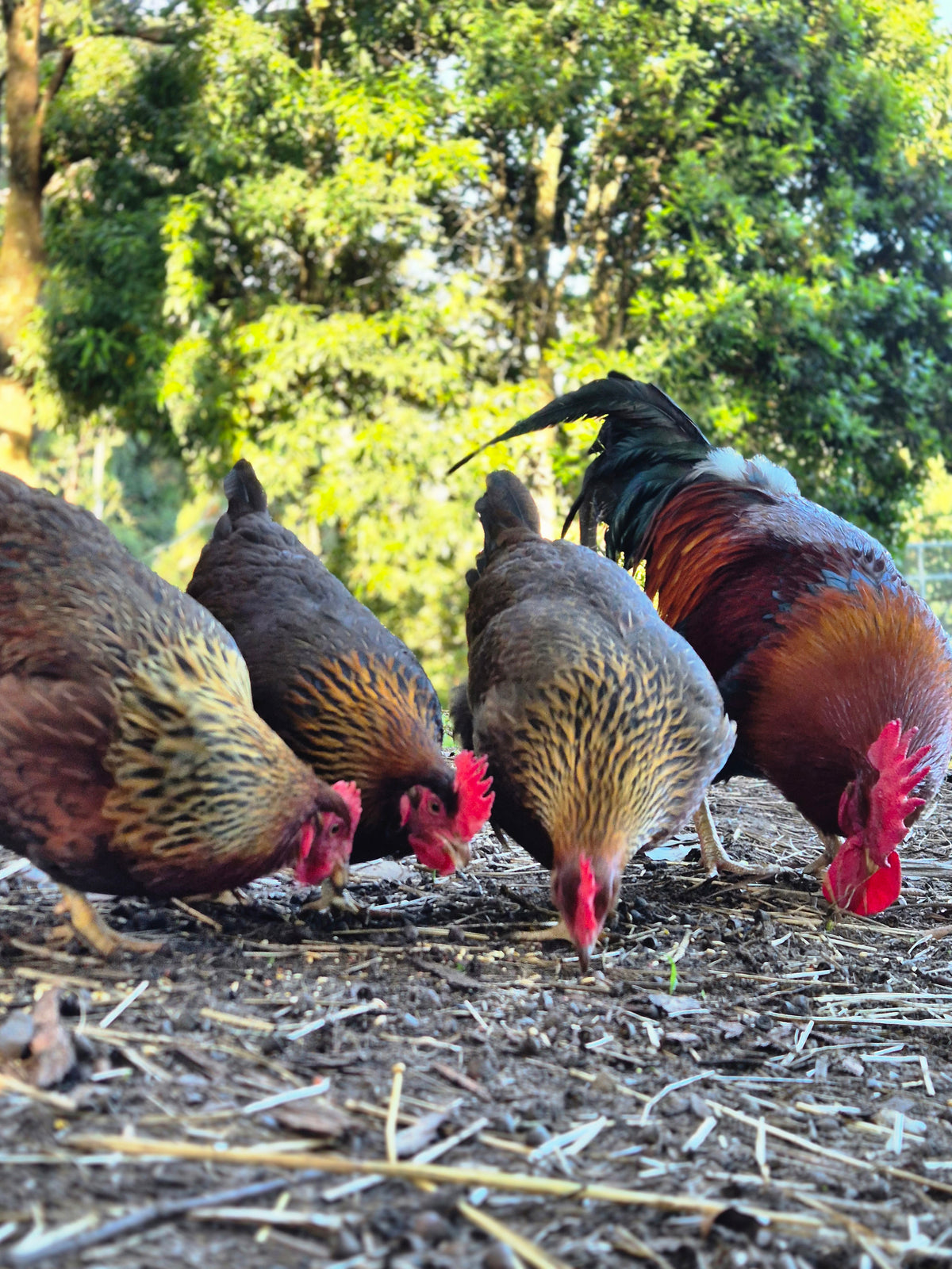 WELSUMMER (Fertile eggs)
