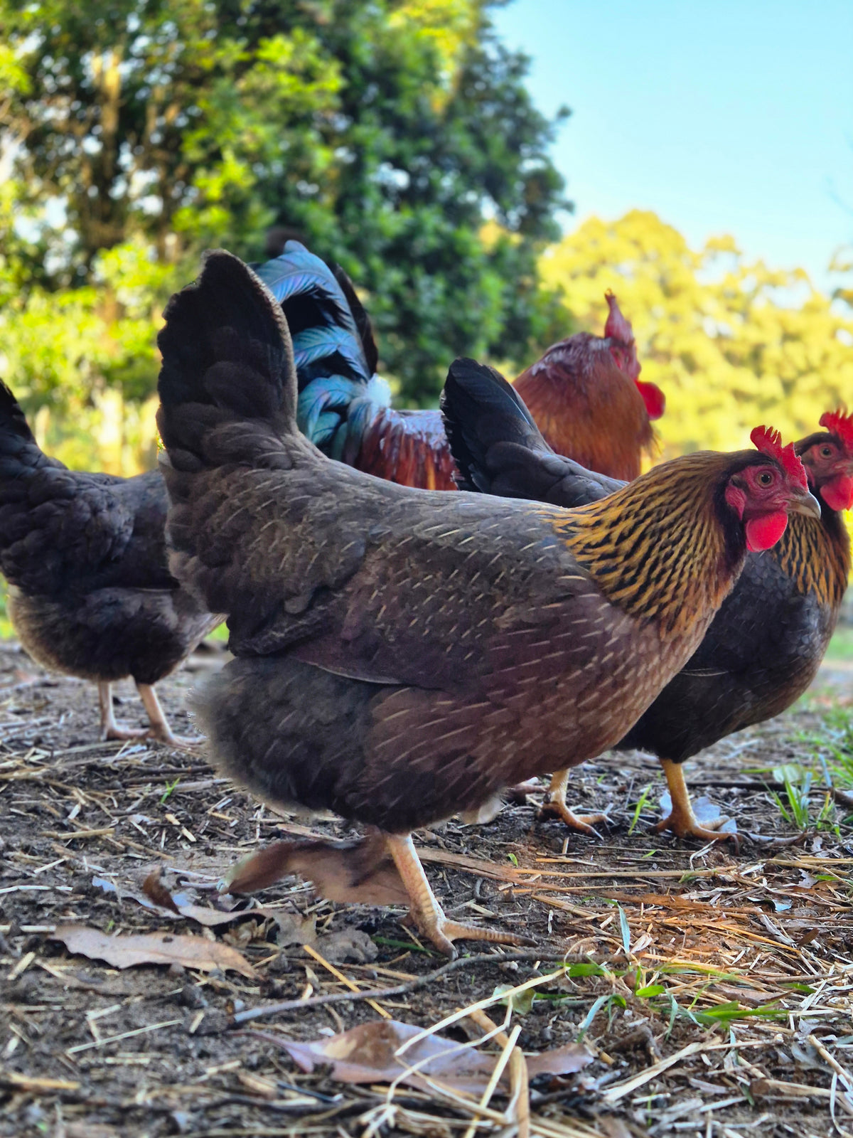 WELSUMMER (Fertile eggs)