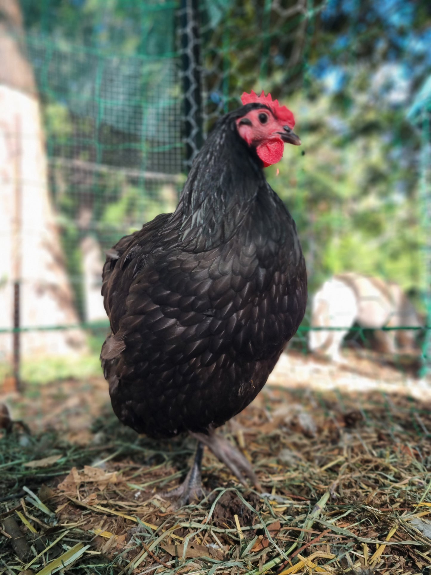 Purebred Australorp (black & blue)