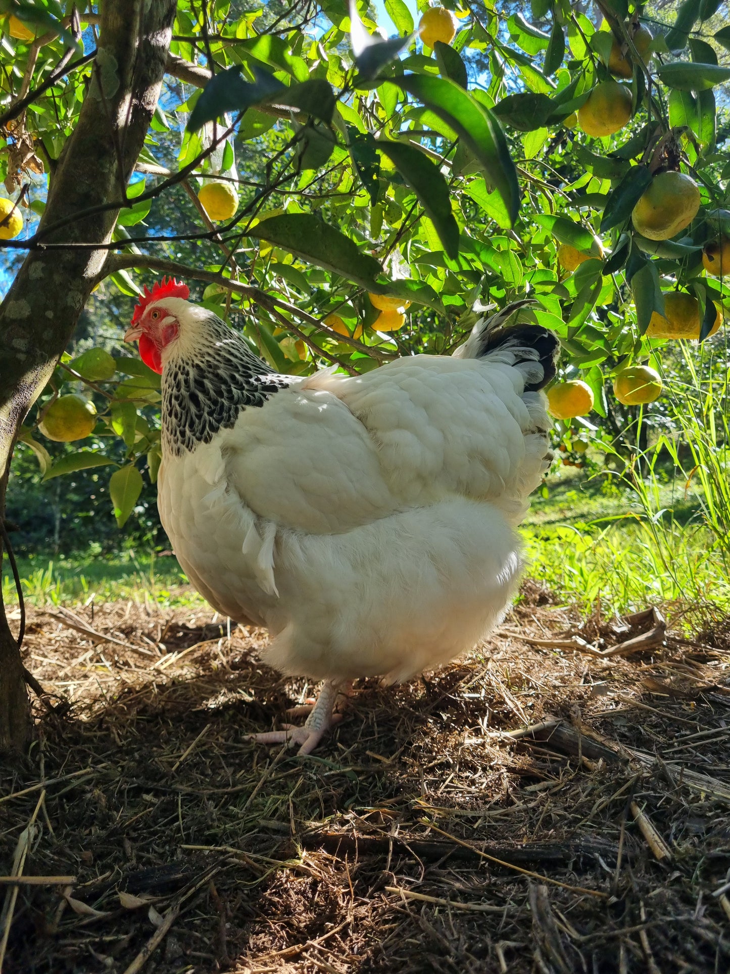 LIGHT SUSSEX (fertile eggs)