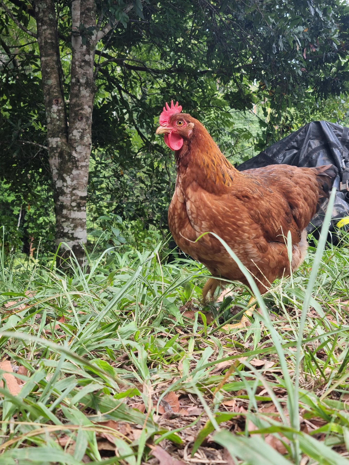 PUREBRED WELSUMMER - Fertile eggs
