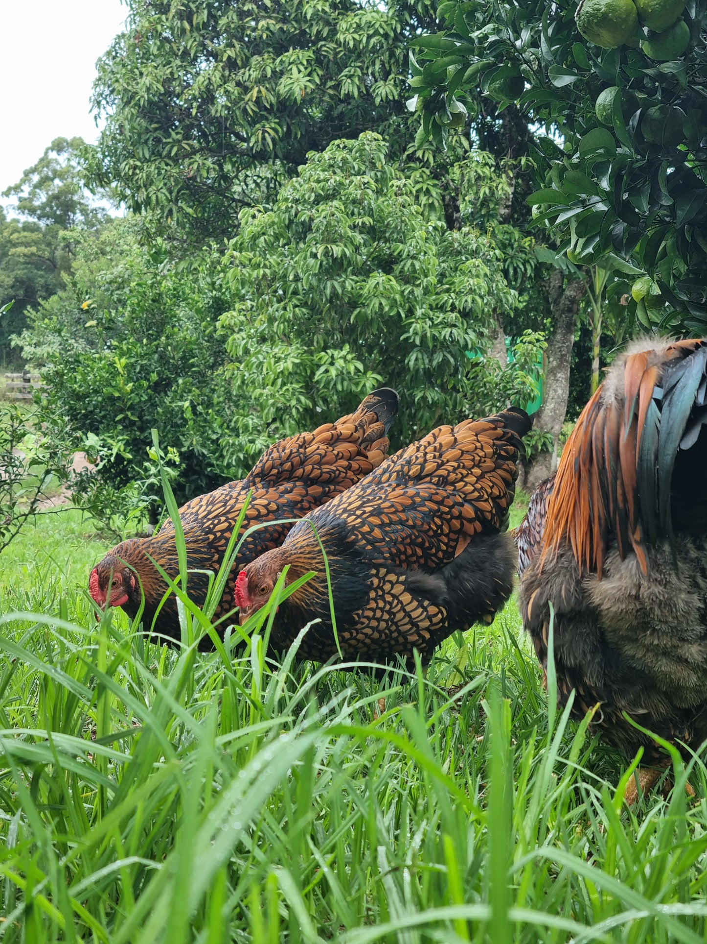 GOLDEN LACED WYANDOTTE (fertile eggs)