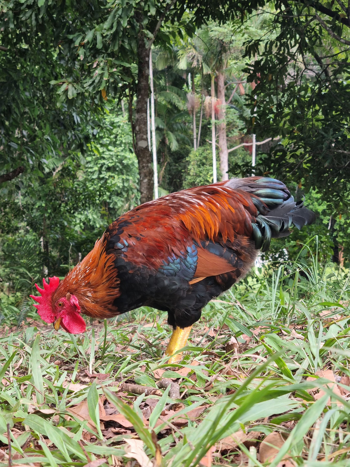 PUREBRED WELSUMMER - Fertile eggs