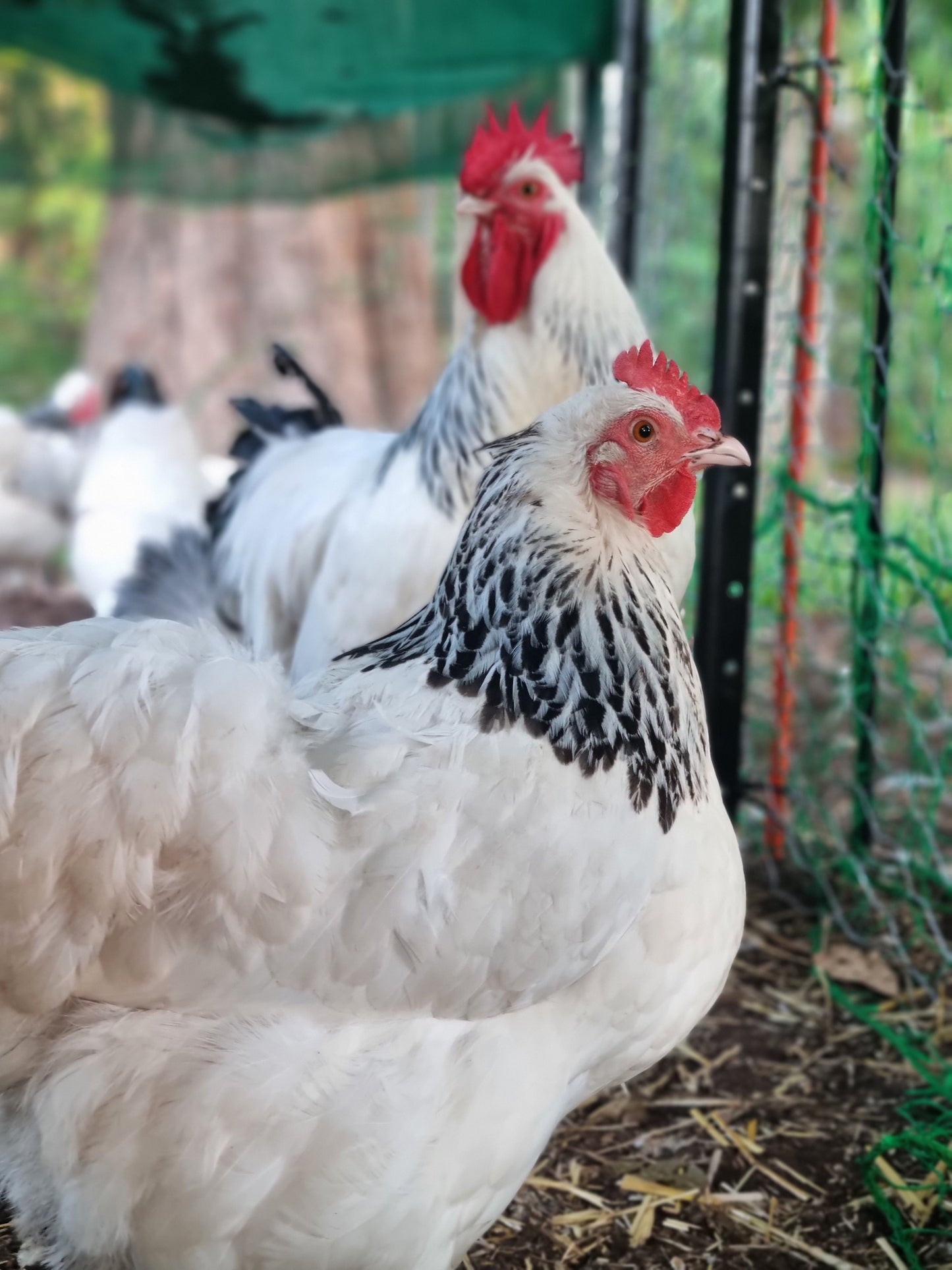 Purebred Light Sussex