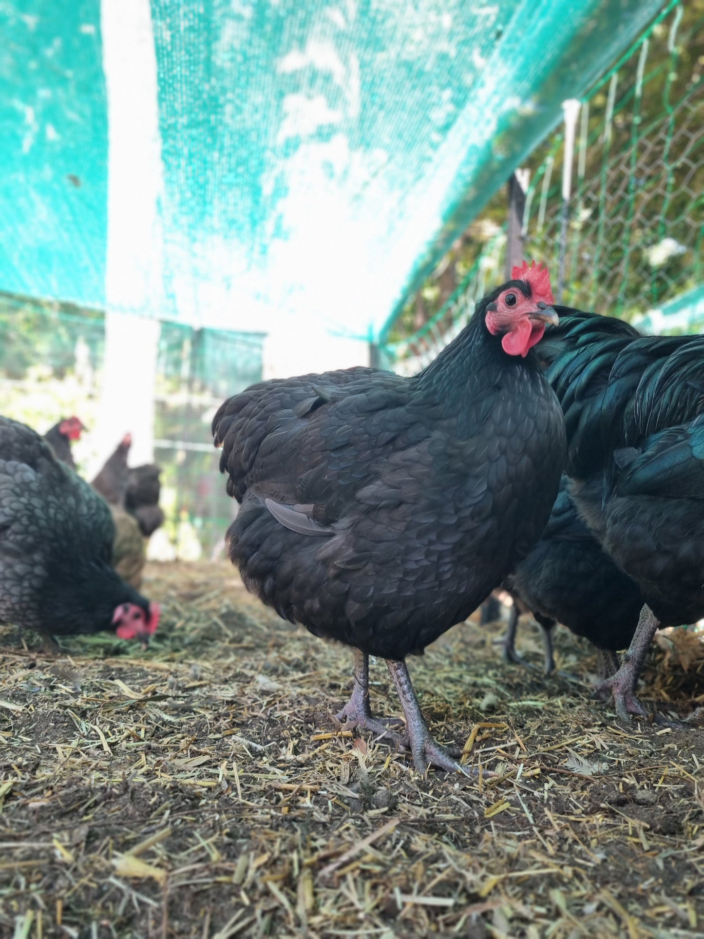 Purebred Australorp (black & blue)