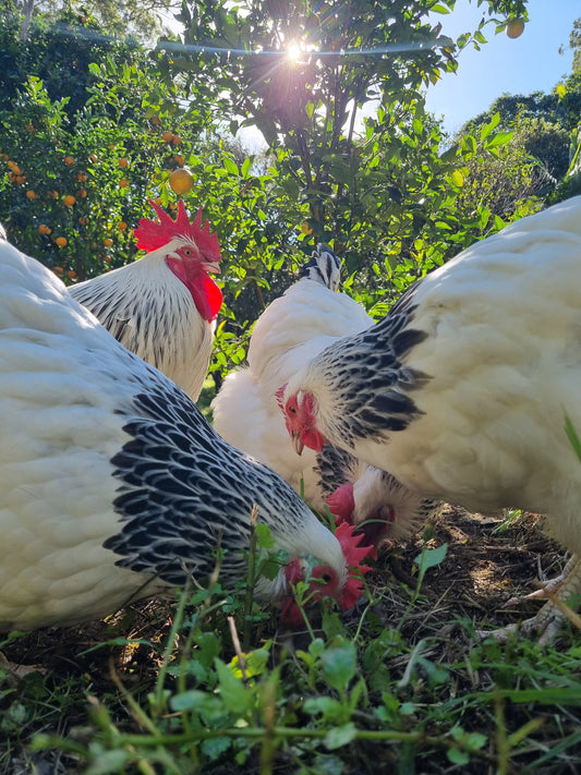 LIGHT SUSSEX (fertile eggs)